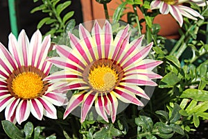 Red and yellow strips with center yellow flower grows in north india