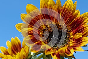 Red-yellow Sunflower