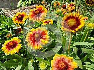 Red and Yellow Sunflowers in Shakespearean Gardens