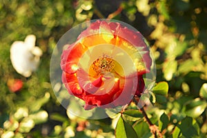 Red and yellow tea rose flower in autumn garden, decay of nature
