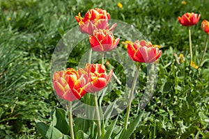 Red-yellow terry tulips on a bed. flowers in the garden.