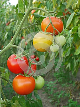 Red and yellow tomato fruits