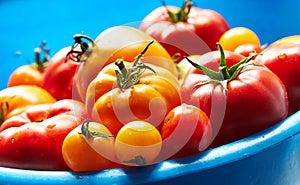Red and yellow tomatoes in big blue bowl