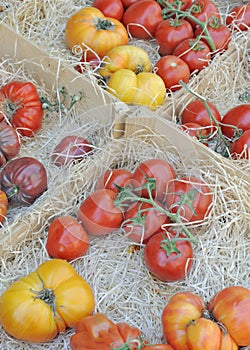 Red and yellow tomatoes at market