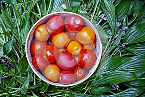 Red and yellow tomatoes in a round wooden bowl on green leaves