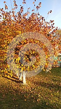 Red and yellow tree standing in the leafes