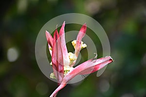 Red and Yellow Tropical Bird of Paradise Flower