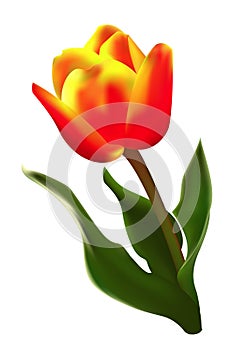 Red-yellow tulip