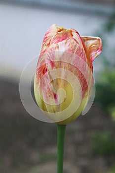 red and yellow tulip