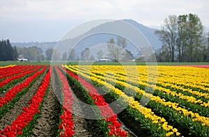 Red and yellow tulip