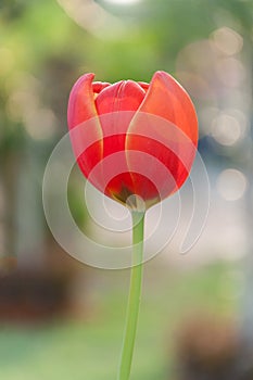 Red and yellow tulip