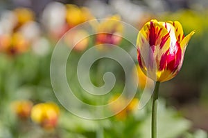 Red and yellow tulip .