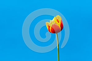 Red-yellow tulip against blue