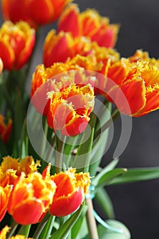 Red yellow tulip closeup