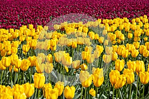 Red and Yellow tulip field