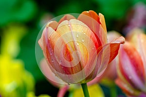 The red yellow tulip fields are densely blooming