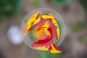 Red yellow tulip flower