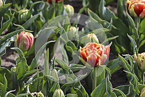 red yellow tulip on the flower bulb field on Island Goeree-Overflakkee