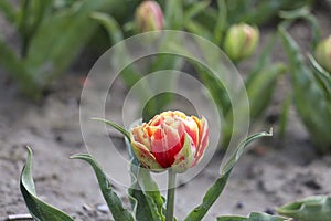 red yellow tulip on the flower bulb field on Island Goeree-Overflakkee