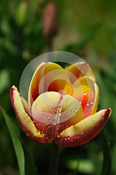 Red-and-yellow tulip flower covered in raindrops