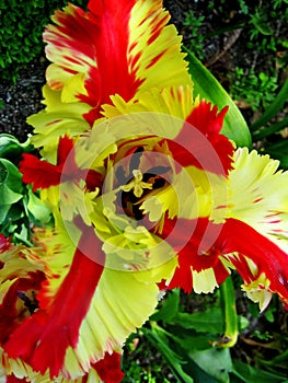 Red and yellow tulip flower macro background wallpaper