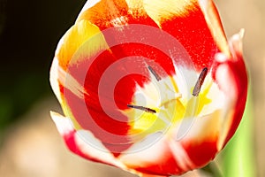 Red yellow tulip flower with pistil and stamen close up