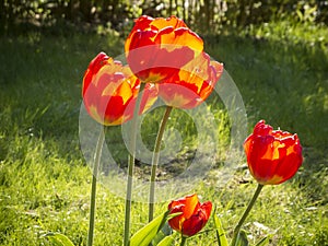 Red yellow tulip flowers in the backlight