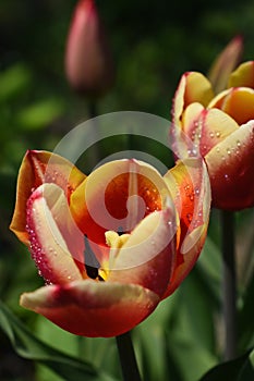 Red and yellow tulip flowers covered in raindrops after rain