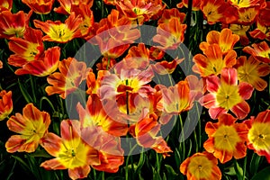 Red and Yellow tulip flowers in a garden in Lisse, Netherlands,