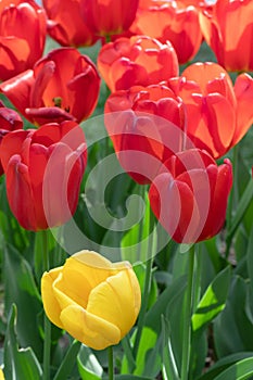 Red Yellow Tulip. Flowers. Nature. Garden. Flora