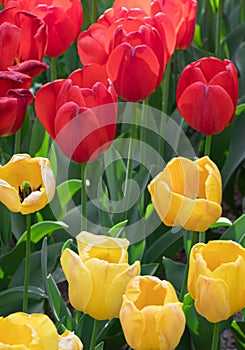 Red Yellow. Tulip. Flowers. Nature. Garden. Flora