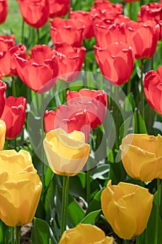 Red. Yellow. Tulip. Flowers. Nature. Garden. Flora