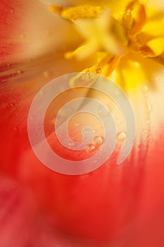 Red and yellow tulip macro with drops of water