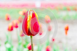 Red and yellow tulip macro photo with blurry background, in a field, on a flower farm. Selective focus on the blooming tulip