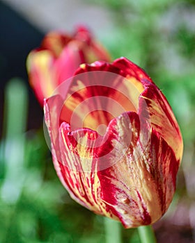 Red And Yellow Tulip Perennial Flowers