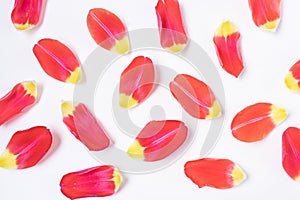 Red-yellow tulip petals on a light background.