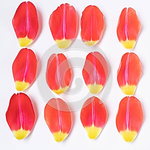 Red-yellow tulip petals on a light background.