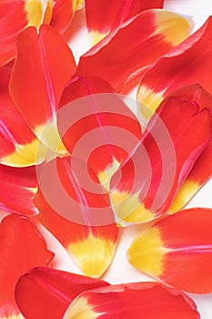 Red-yellow tulip petals on a light background.
