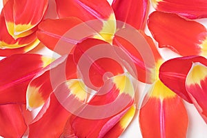 Red-yellow tulip petals on a light background.