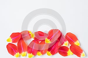 Red-yellow tulip petals on a light background.