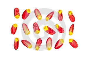 Red and yellow tulip petals on white background