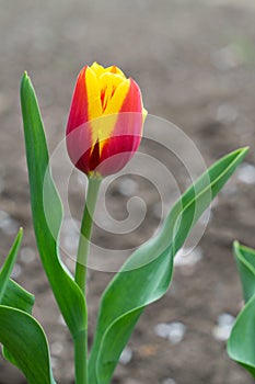 Red and yellow tulip in spring