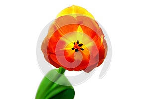 Red and yellow Tulip on white isolated background. Red flower with translucent yellow petals. Flower transparent in the sun.