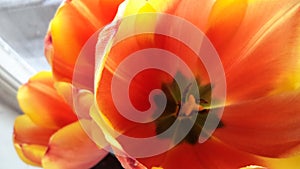 Red and yellow tulip on the window