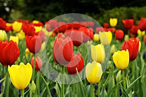 Red and yellow tulips