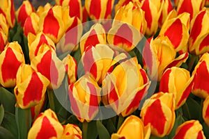 Red-Yellow Tulips