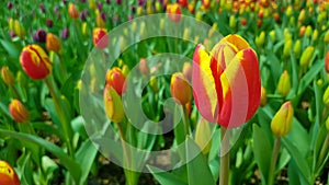 Red yellow tulips against green foliage background