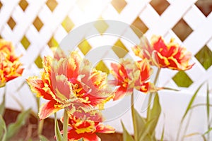 Red and yellow tulips against a white plastic fence in a garden of a private house to illustrate an article about gardening,