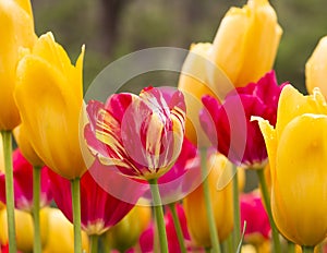 Red and yellow tulips, Araluen Botanic Park, Perth, Australia