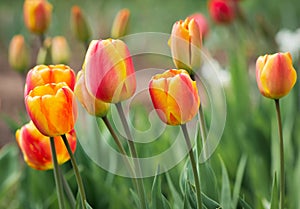 red and yellow tulips background.